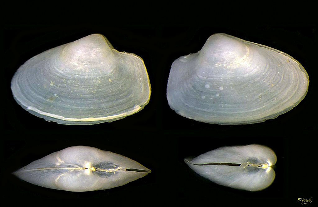 bivalve da determinare